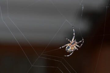 A Marbled Orbweaver (Araneus marmoreus) spins its web.