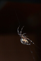 A Marbled Orbweaver (Araneus marmoreus) spins its web.