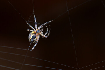 A Marbled Orbweaver (Araneus marmoreus) spins its web.