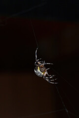 A Marbled Orbweaver (Araneus marmoreus) spins its web.
