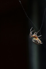A Marbled Orbweaver (Araneus marmoreus) spins its web.