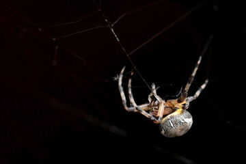 A Marbled Orbweaver (Araneus marmoreus) spins its web.
