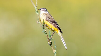 great tit parus major