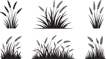 Collection of wheat stalks and grass silhouettes isolated on white background