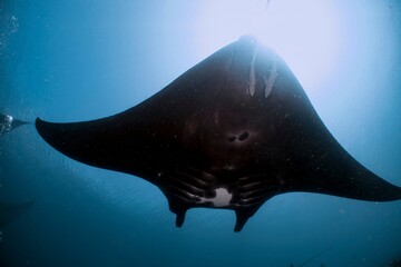 A majestic manta ray glides gracefully through the clear blue ocean waters.