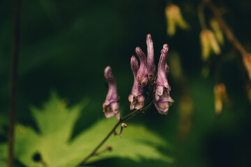 Close-up of purple flowers with green leaves in a natural setting. 