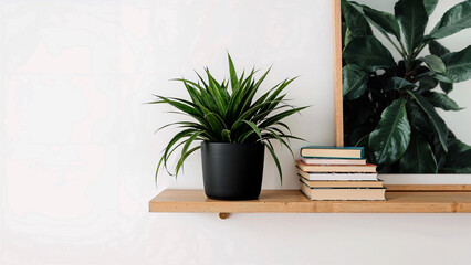 Snake plant displayed in matte pot on floating shelf