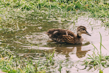 A young duckling swims in a small pond surrounded by green grass. 