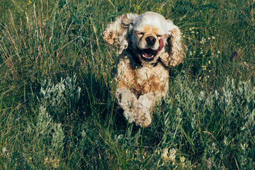 A happy, light brown cocker spaniel runs joyfully through a green field filled with wildflowers. 