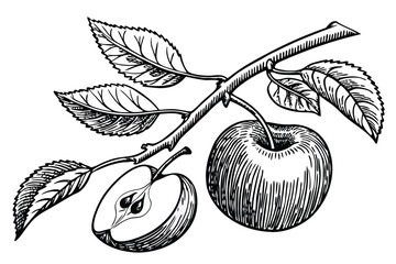  high quality digital illustration, realistic detailed pencil sketch, apple, apple slices, apple half, apple fruit, apple branch, apple leaves, black and white