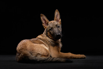 A wolfdog puppy lies down with a relaxed expression against a black background. The pose conveys calmness and confidence.