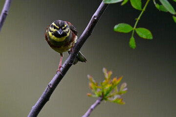 Zaunammer // Cirl bunting (Emberiza cirlus) - Peloponnes, Griechenland