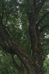 Fototapeta premium Magnificent Camphor Tree with Lush Foliage 