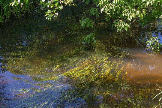 Small river Grabia in central Poland.