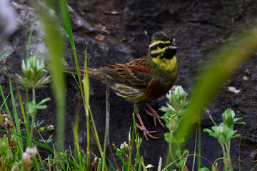 Zaunammer // Cirl bunting (Emberiza cirlus) - Peloponnes, Griechenland