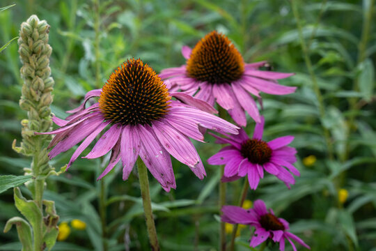 Ragged purple coneflower with blurred coneflower in the background - Powered by Adobe