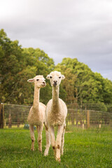 Two alpacas in a fenced field looking at the camera