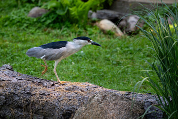 Black-crowned night heron walking across log