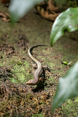A small skink (lizard) on a mossy rock