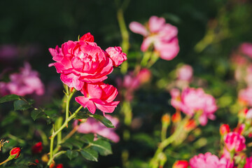 Vibrant pink roses blooming in a lush garden at sunset