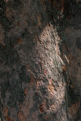 Textured surface of tree bark reveals intricate patterns and colors