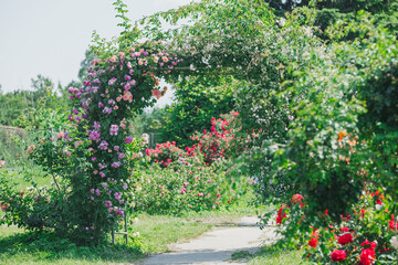 Obraz premium Colorful rose garden with blooming flowers and green archway in summer