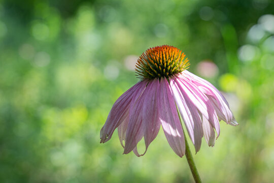 Purple coneflower with drooping petals against a blurred green background - Powered by Adobe