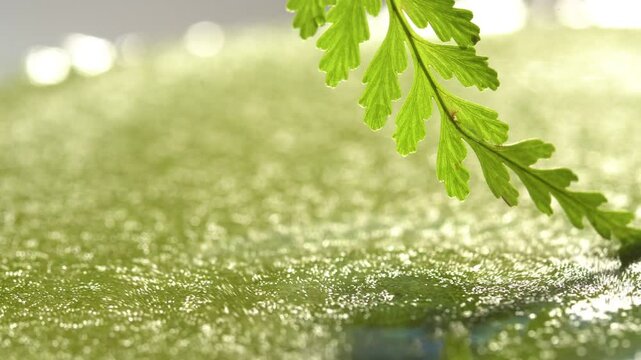Wolffia globosa on clean water, the nutrient rich plant. High quality plant protein, omega 3 and vital minerals. Commonly known its name Wolffia. Green background. Environmental world day.