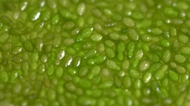 close up of green leaf. Wolffia globosa on clean water, the nutrient rich plant. High quality plant protein, omega 3 and vital minerals. Commonly known its name Wolffia. Green background.