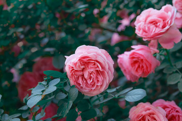 Blooming pink roses in a lush garden during warm sunny weather