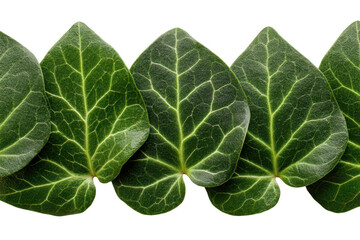 Close-up of several dark-green leaves, arranged in a horizontal row