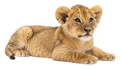 Playful Baby Lion Resting