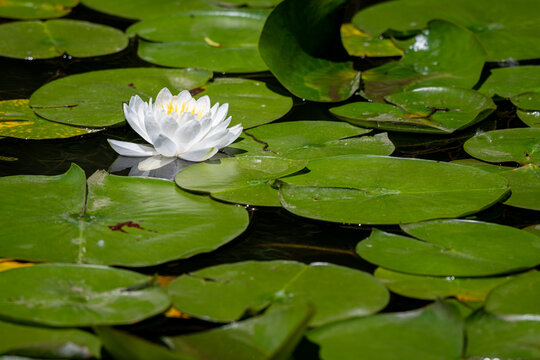 White waterlily blooming amoung green lilypads