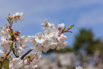 桜の花