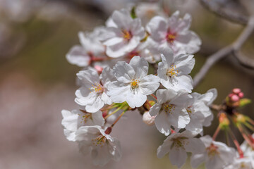 桜の花