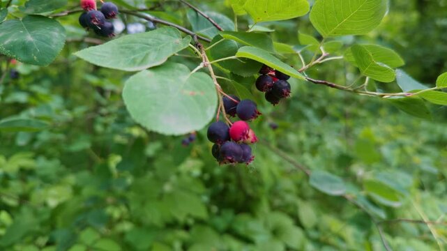 Branch of hawthorn serviceberry with ripening purple edible berries