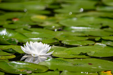 White waterlily blooming amoung green lilypads