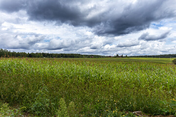 green field and blue sky