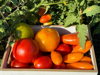 Tomatoes raw vegetables picked in garden.