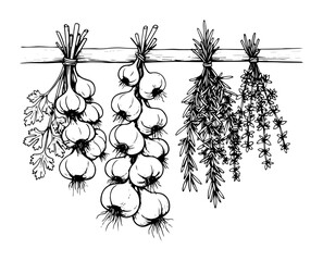hanging onions garlic and herbs drying vector illustration © Kaz