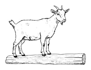 goat standing on log farm animal vector illustration