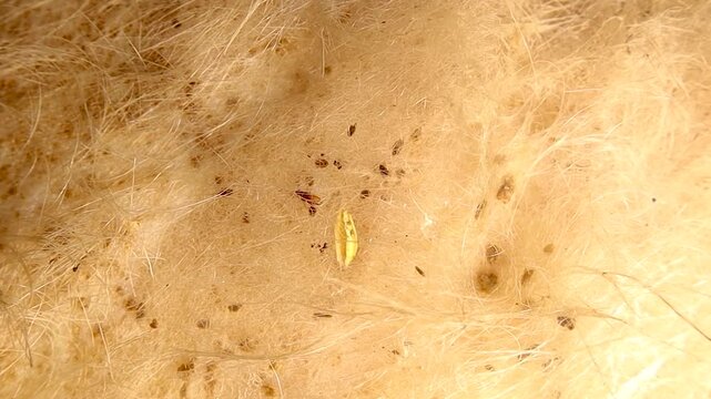 Macro shot of a flea moving through dog fur, hiding to feed on blood. Perfect for veterinary, parasitology, pest control, and animal health awareness content.