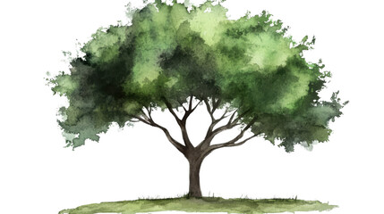 Watercolor green tree and leaves with natural foliage and botanical texture isolated on white background
