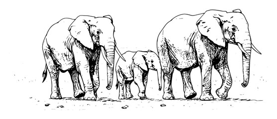 elephant family walking together wildlife sketch © Kaz
