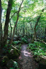 refreshing forest and path in the gleaming sunlight