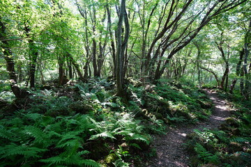 refreshing forest and path in the gleaming sunlight