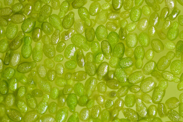 Stacked image of Wolffia globosa on clean water, the nutrient rich plant. High quality plant...