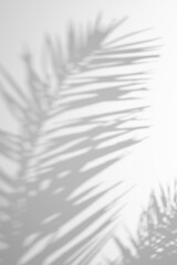 Soft shadow of tropical palm leaves on a white wall. Tropical and minimalistic nature-inspired...