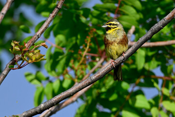 Zaunammer // Cirl bunting (Emberiza cirlus) - Peloponnes, Griechenland