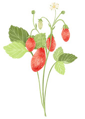 Watercolor bouquet of strawberries with leaves and flowers isolated.